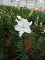 [5345 All Choice 18 ST No02.JPG]